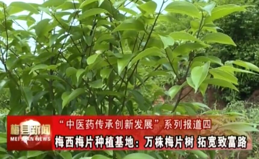 “中醫藥傳承創新發展”系列報道四 梅西梅片種植基地：萬株梅片樹 拓寬致富路