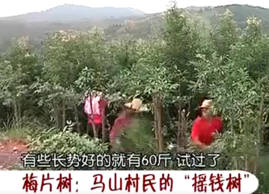 梅片樹：平遠石正馬山村民的“搖錢樹”