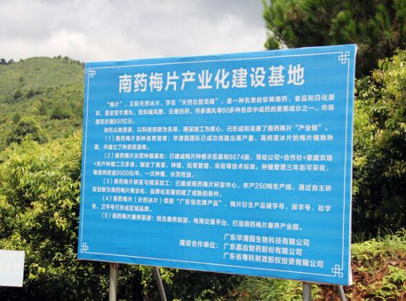 平遠南藥產業園：創新緊密型的聯農帶農機制！挖掘500億元梅片市場價值