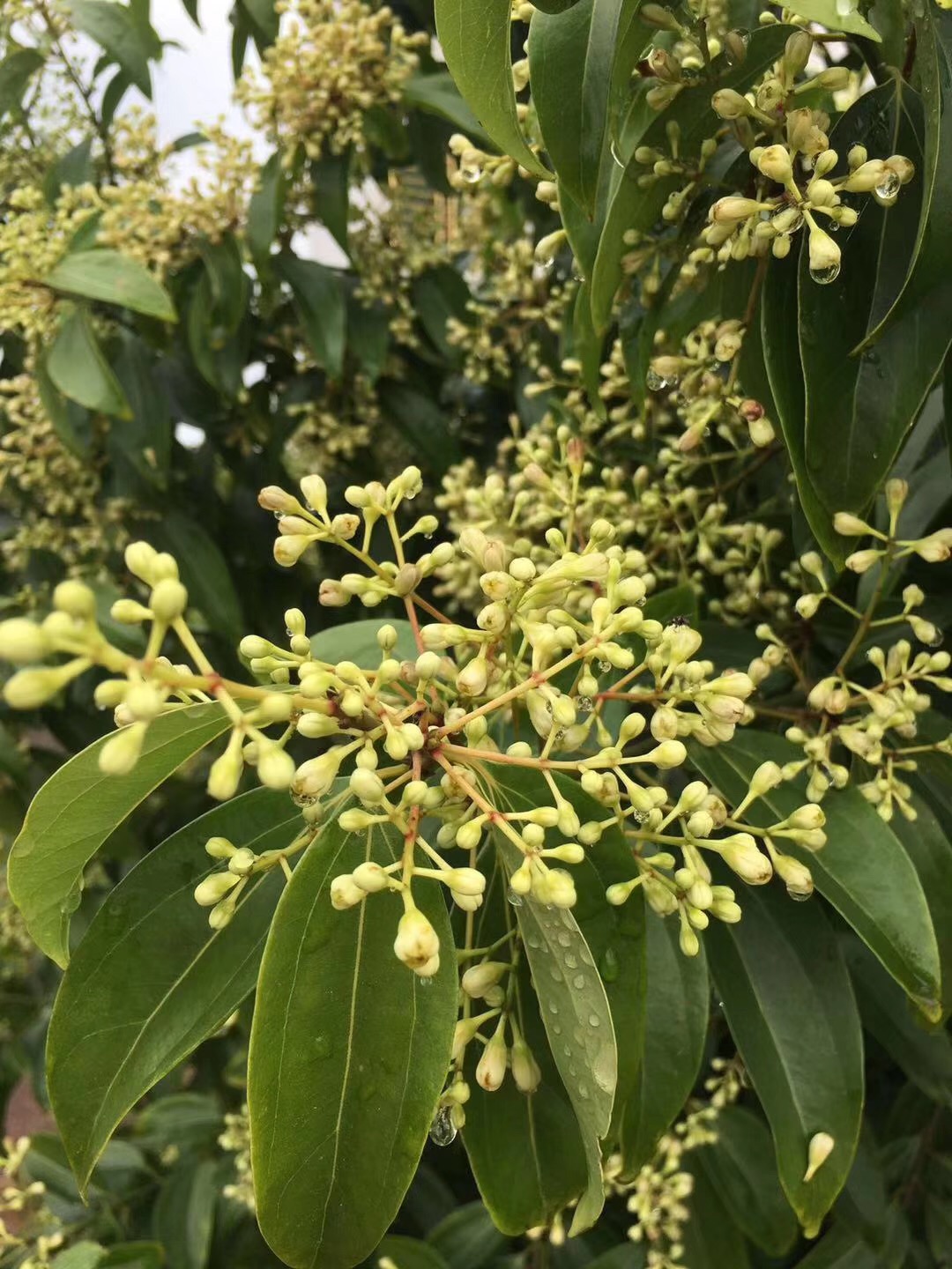 梅片樹種植技術