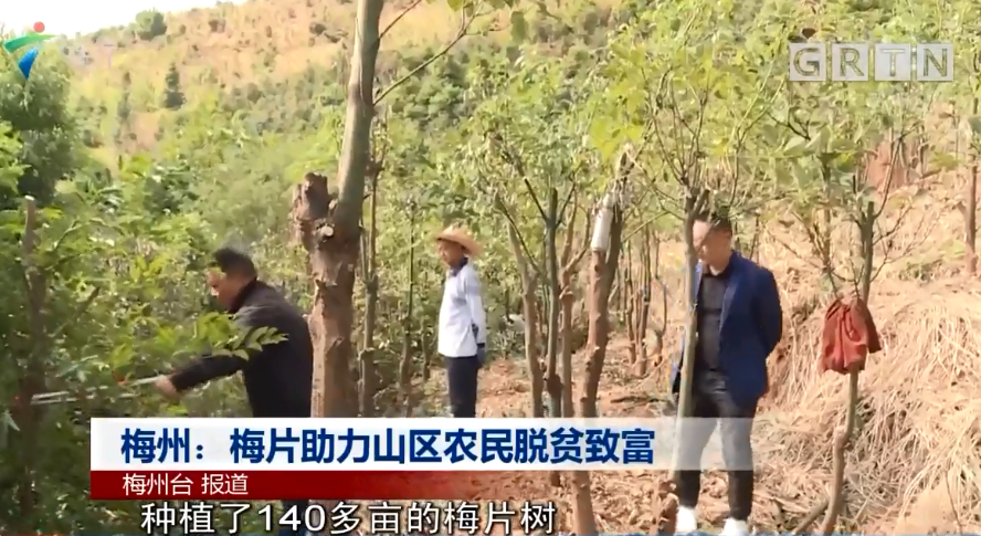 梅州：梅片助力山區農民脫貧致富
