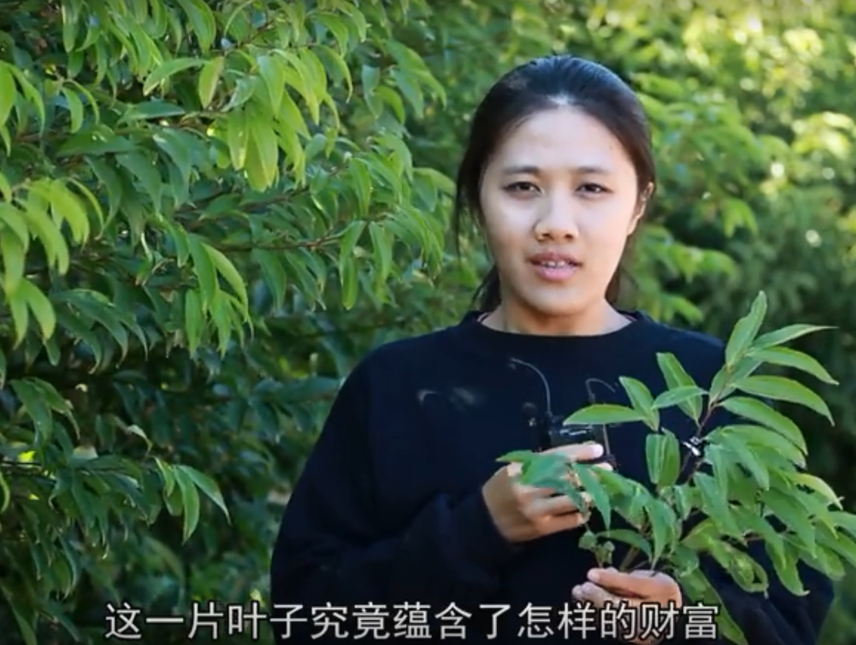 梅縣農情：一片葉子的致富之路