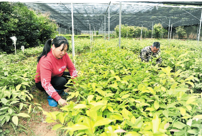 梅片種植引領(lǐng)群眾耕山致富，產(chǎn)業(yè)扶貧后勁就是足